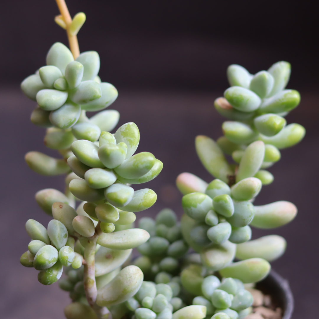 Close-up of Burro’s Tail showcasing its thick, cascading leaves in a vibrant green hue.