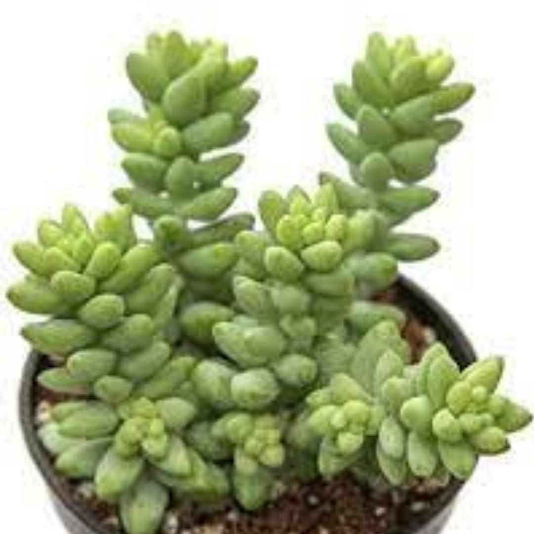 Potted Burro’s Tail succulent, a perfect choice for adding texture and greenery to any space