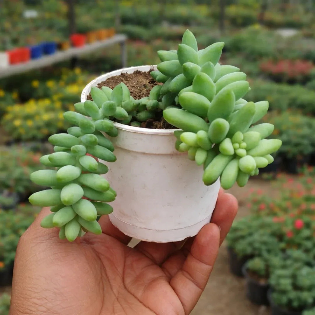 Burro’s Tail
