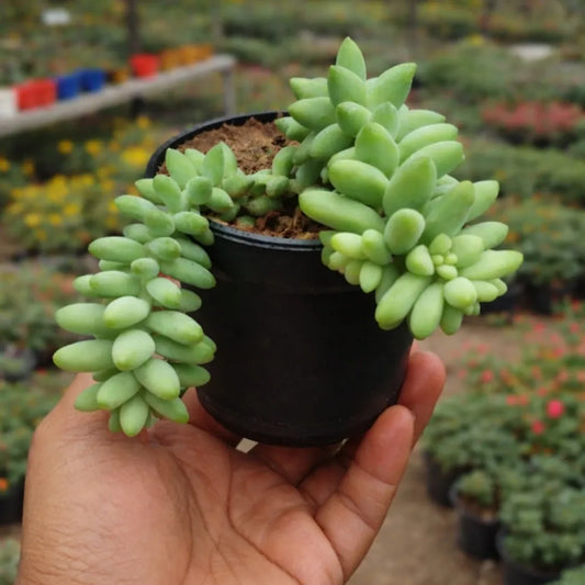 Burros Tail (Bare Rooted)
