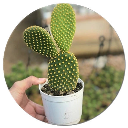 Hand holding a vibrant potted cactus with distinctive green pads and yellow spines, perfect for indoor plant enthusiasts. Explore unique cactus plants like this at Plant Orbit, your go-to source for indoor plants, succulents, and cacti.






