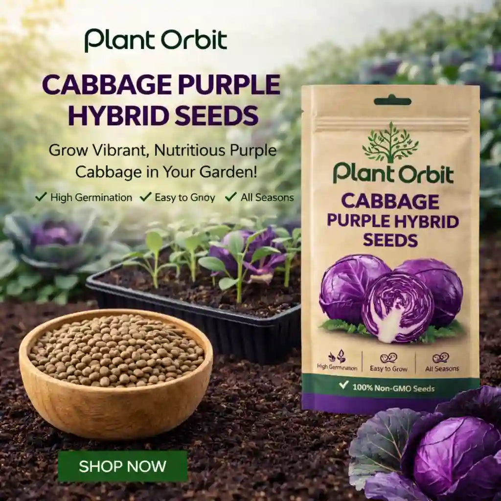 Plant Orbit Cabbage Purple Hybrid Seeds packaging with seeds in a bowl and growing plants in the background.