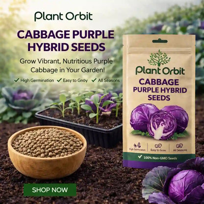 Plant Orbit Cabbage Purple Hybrid Seeds packaging with seeds in a bowl and growing plants in the background.