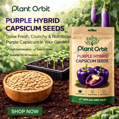 Plant Orbit Purple Hybrid Capsicum Seeds packaging with seeds and plants in the background