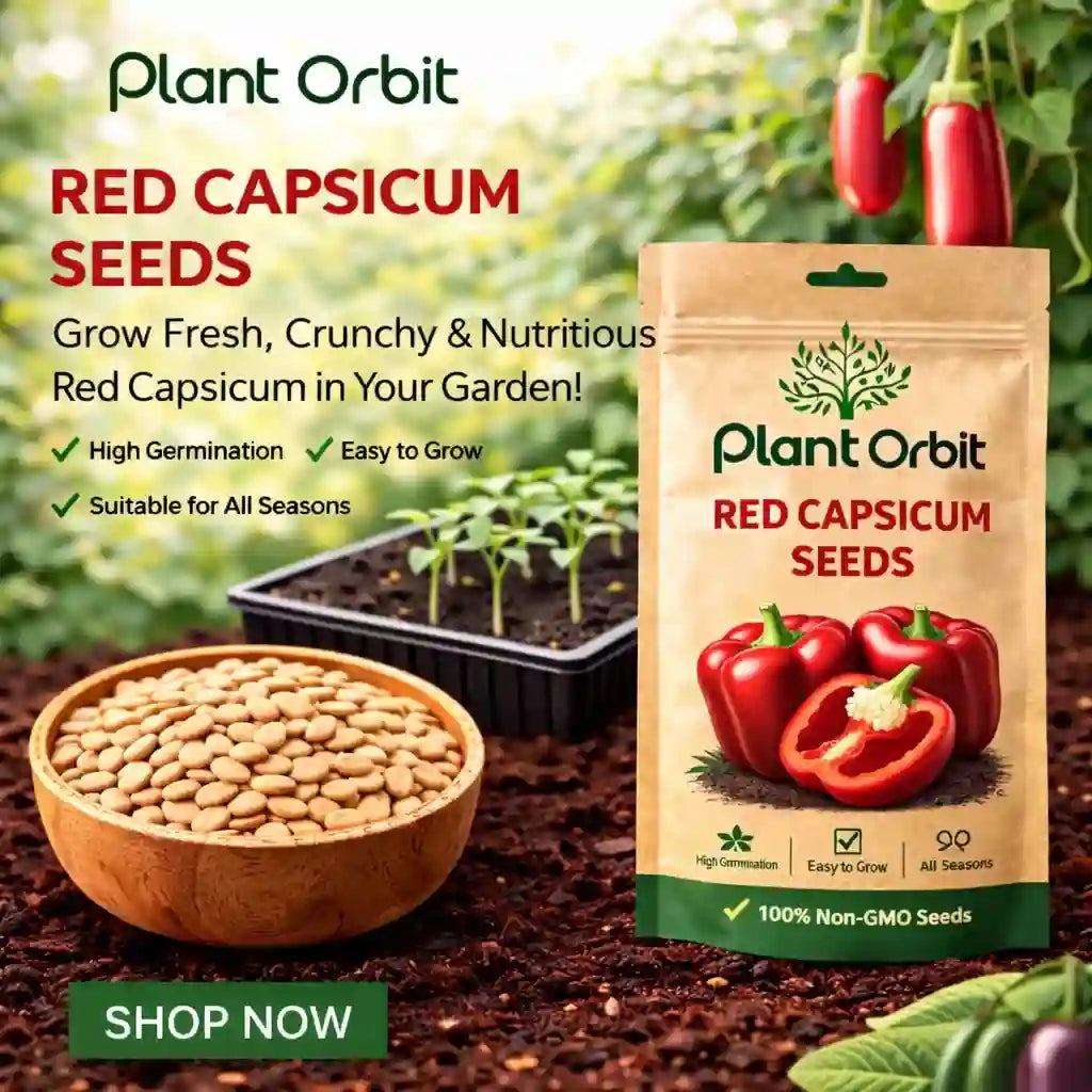 CAPSICUM (RED) DESI VEGETABLE SEEDS (20 seeds)