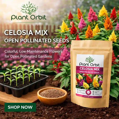 CELOSIA MIX OPEN POLLINATED SEEDS 
