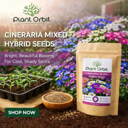 CINERARIA MIXED HYBRID SEEDS (70-80 seeds)