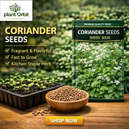 CORIANDER HYBRID SEEDS 