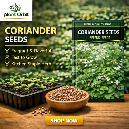 CORIANDER HYBRID SEEDS 
