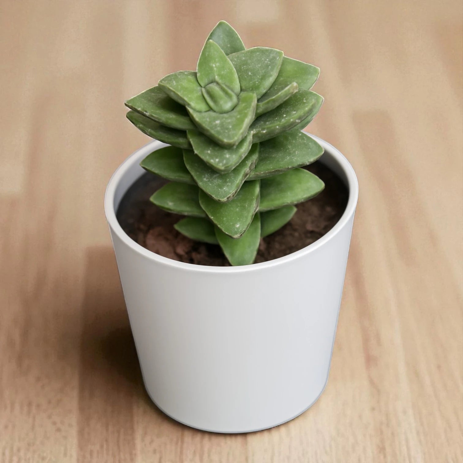 Crassula Springtime succulent with compact, layered green leaves forming a stacked rosette, planted in a white pot on a wooden surface.