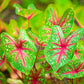 Caladium Mix Bulbs