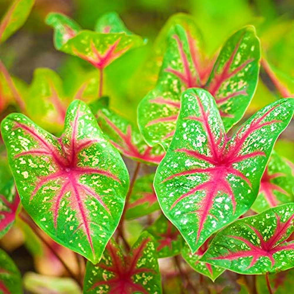 Caladium Mix Bulbs