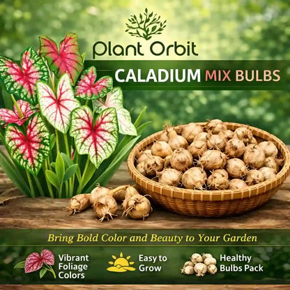 Caladium Mix Bulbs