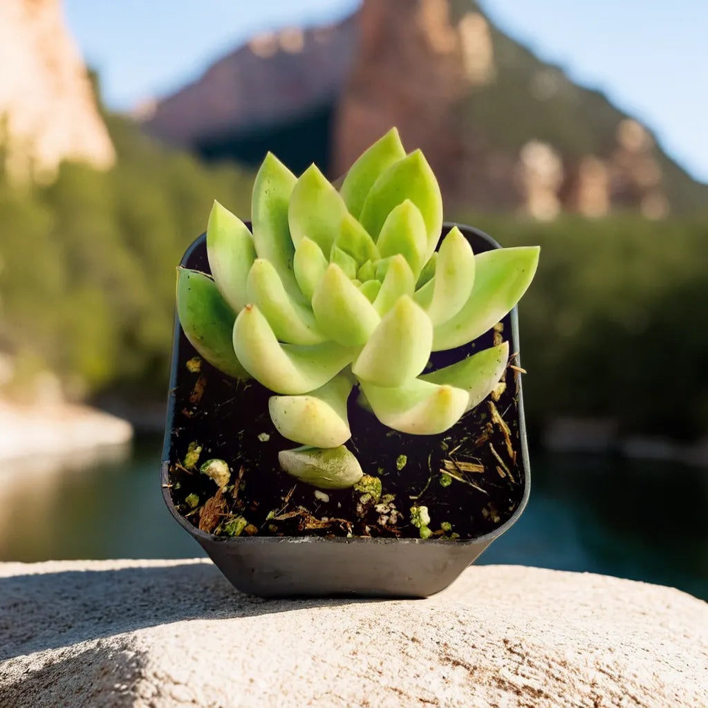 California Sunset succulent with vibrant orange and green-tinted leaves, ideal for indoor decor.