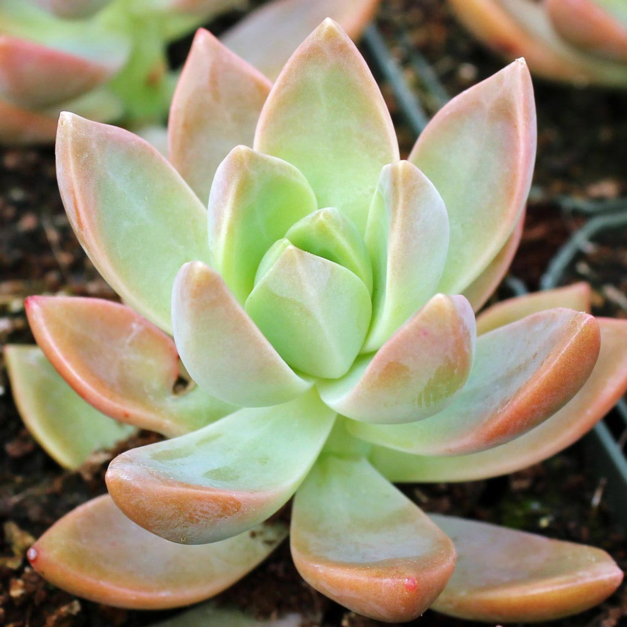 Close-up of California Sunset succulent showcasing its colorful gradient of pink, orange, and green