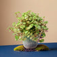 Vibrant Callisia Repens succulent olant with lush, trailing green leaves, perfect for indoor or outdoor decor.