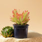 Campfire succulent with bright red and green leaves, perfect for adding color to indoor spaces