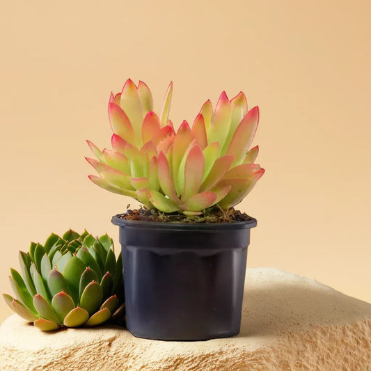 Campfire succulent with bright red and green leaves, perfect for adding color to indoor spaces