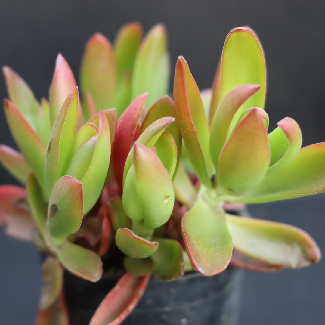 Close-up of Campfire succulent showing its vibrant red-tipped foliage