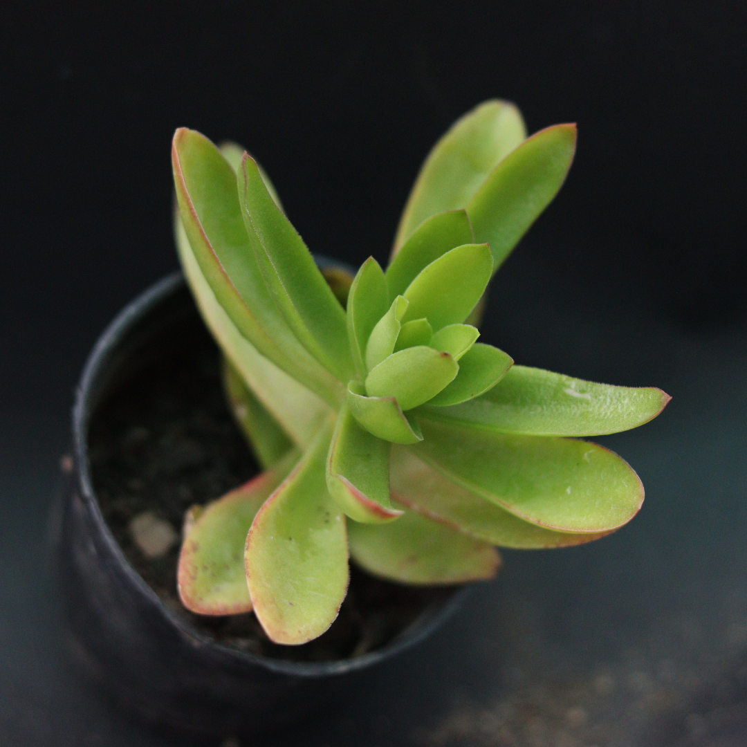 Colorful Campfire succulent with red and green leaves, a stunning addition to any plant collection