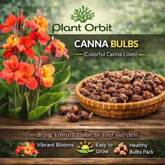 Canna bulbs with colorful flowers and 'Plant Orbit' branding on a wooden surface.