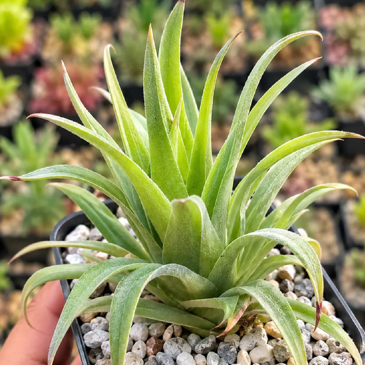 Catopsis Berteroniana (Bare Rooted)