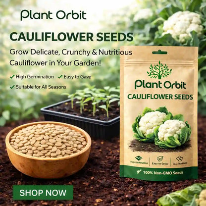 Plant Orbit cauliflower seeds packaging with seeds in a bowl and cauliflower plants in the background.