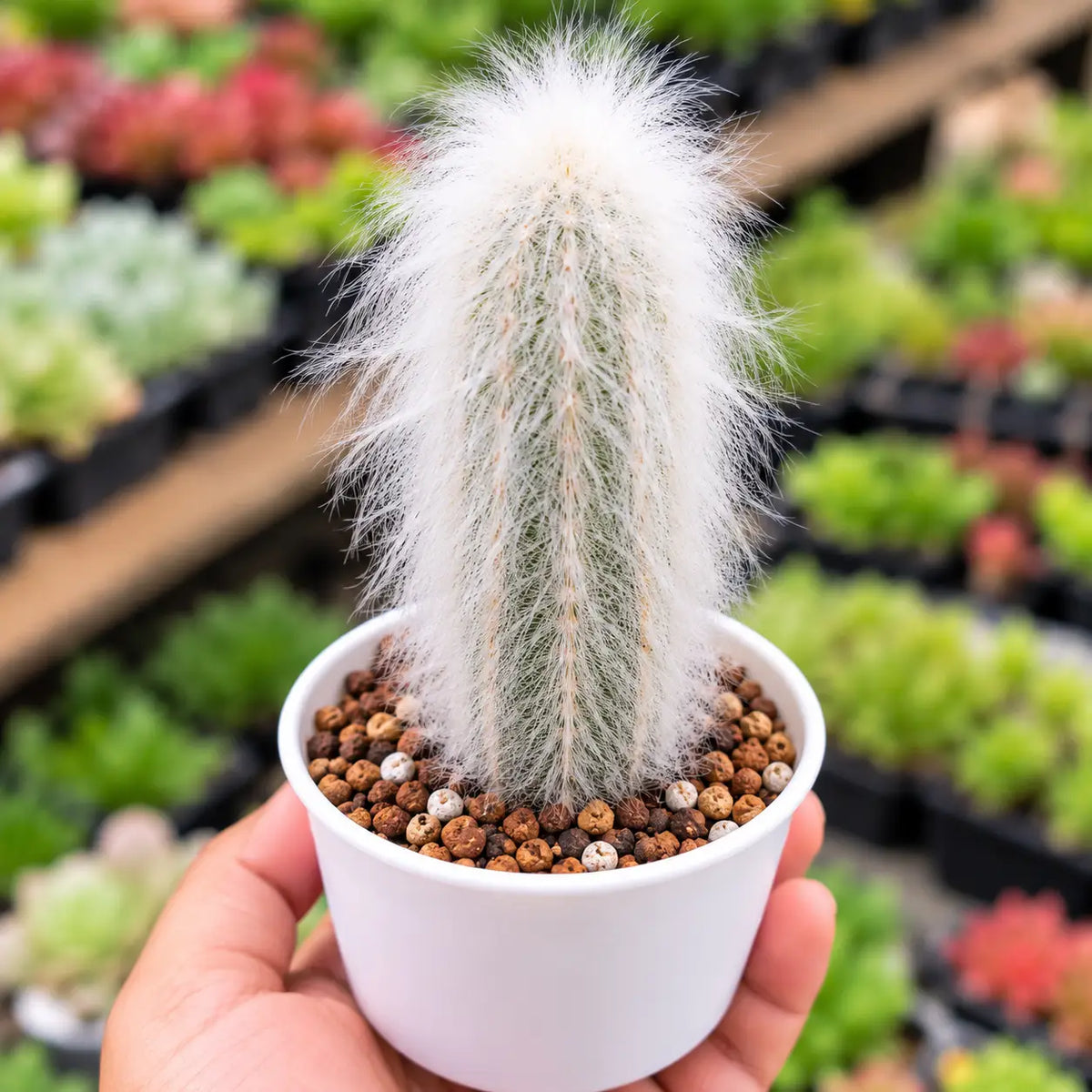 Cephalocereus Senilis (Bare Rooted)