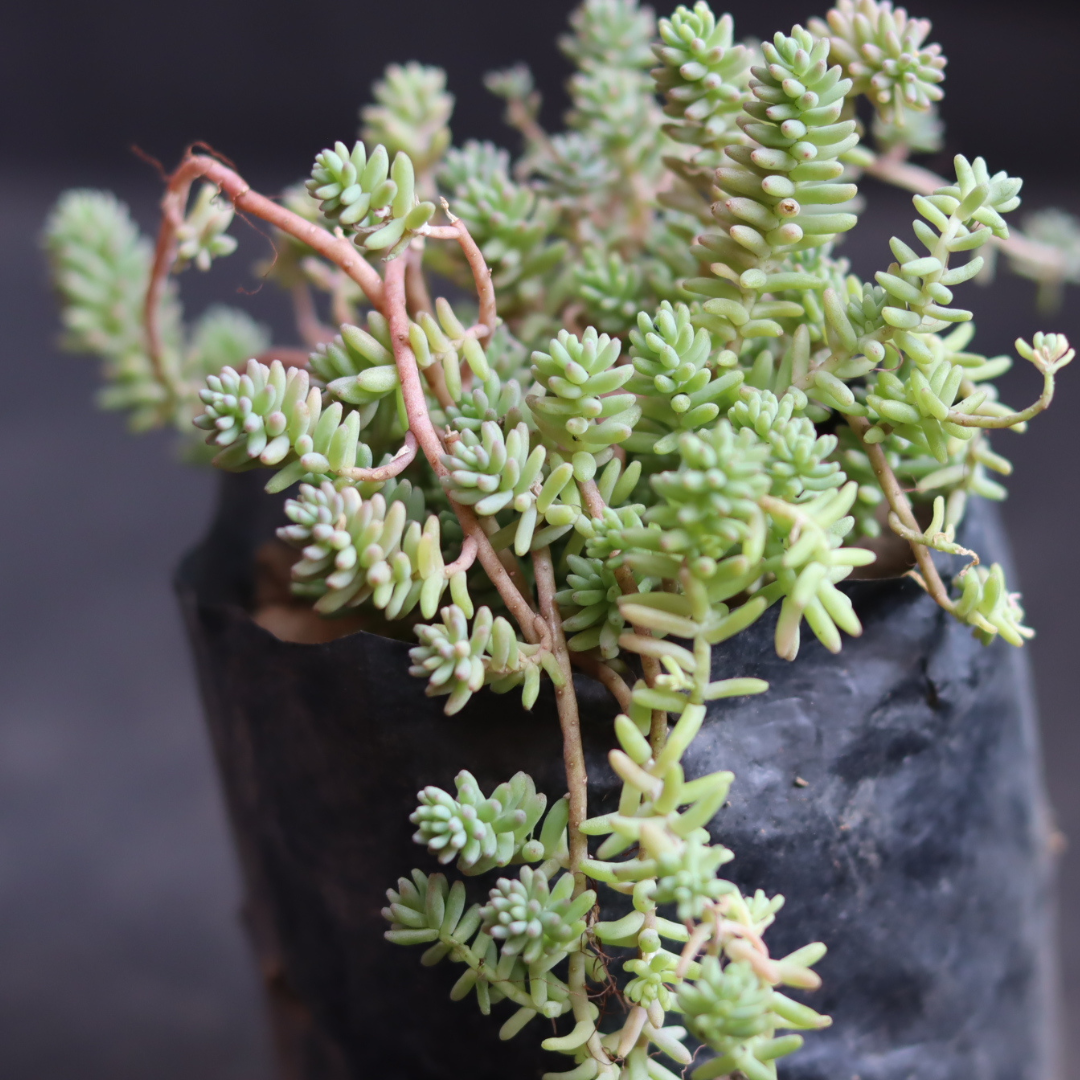 Chain Sedum succulent with trailing green chains, ideal for hanging baskets and indoor decor