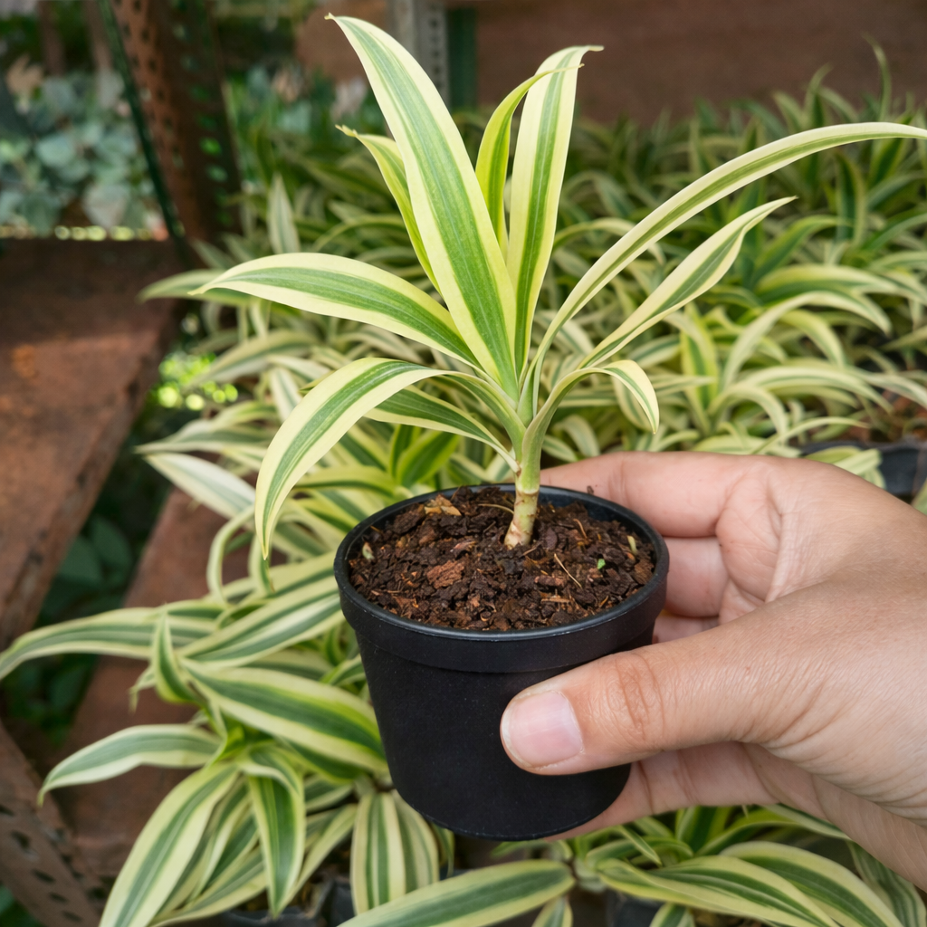 Song of India Plant