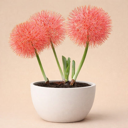 football lily flower Buy Football Lily Bulbs Online