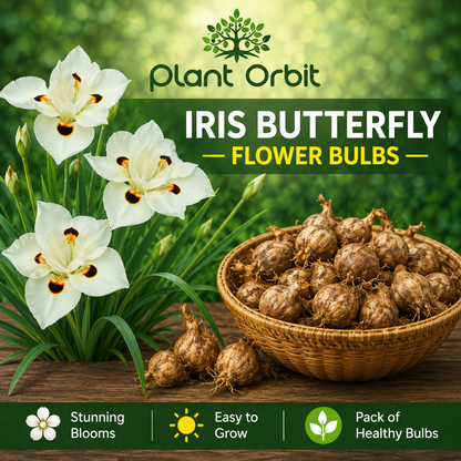 Iris Butterfly Flower