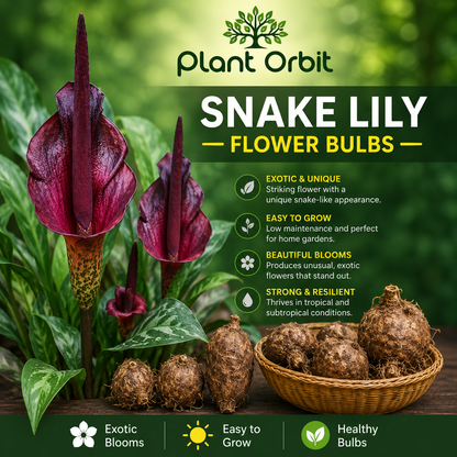 Snake Lily