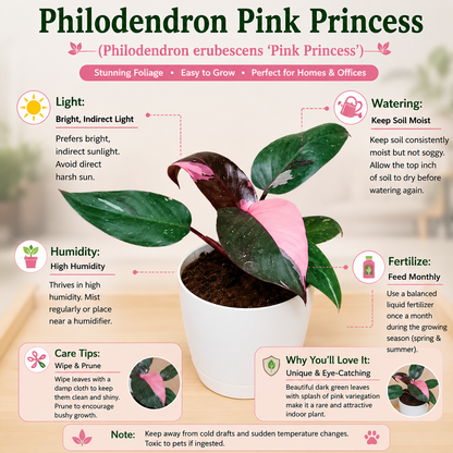 Philodendron Pink Princess