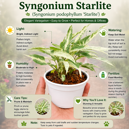 Syngonium Starlite