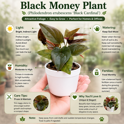 Black Money Plant