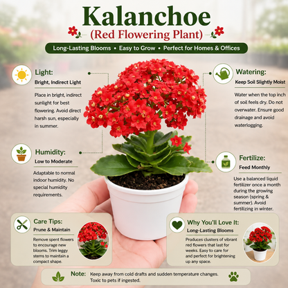 Kalanchoe Red Flowering Plant
