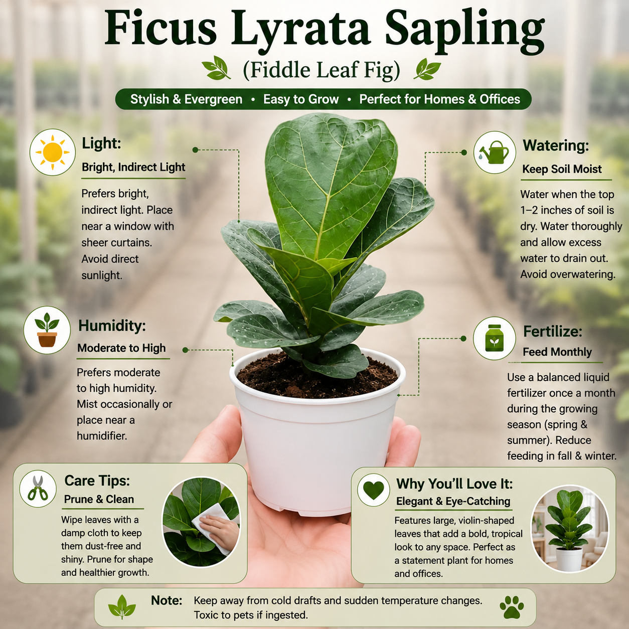 Ficus Lyrata Sapling