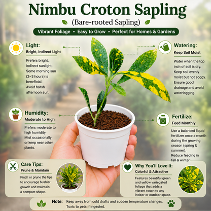Nimbu Croton Sapling ( Bare-rooted )