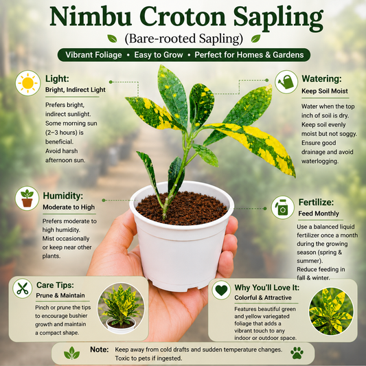Nimbu Croton Sapling ( Bare-rooted )