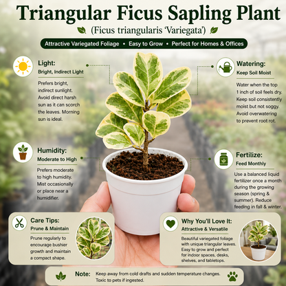 Triangular Ficus Sapling Plant