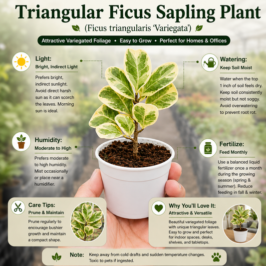 Triangular Ficus Sapling Plant