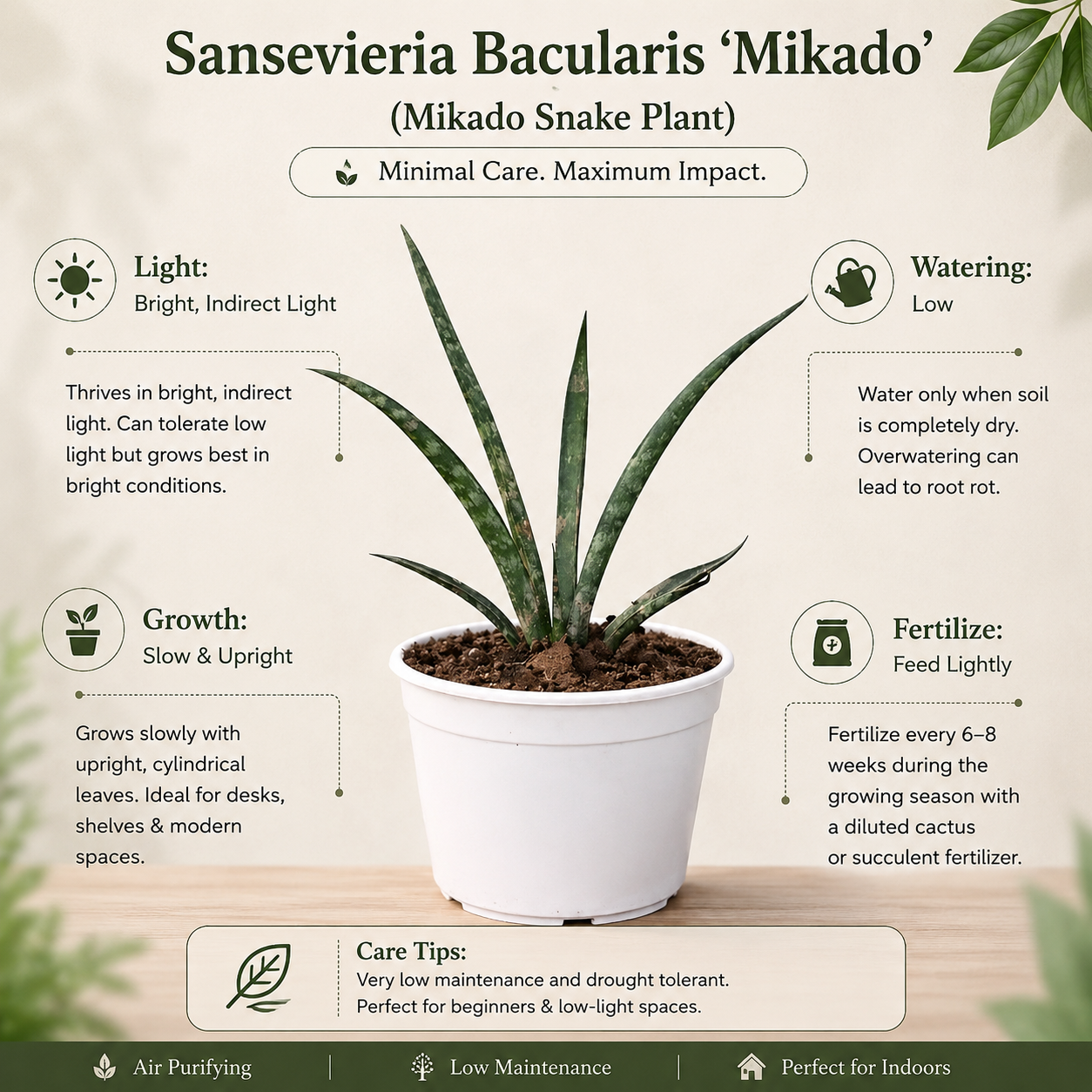 snake plant sapling Buy Sansevieria Bacularis Mikado Sapling Online – Plant Orbit