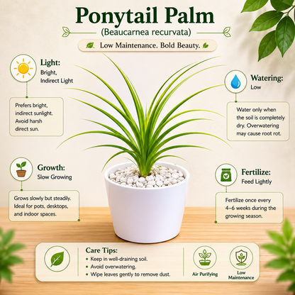 Ponytail Palm