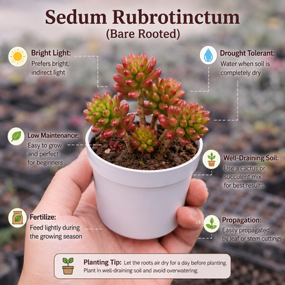 Sedum Rubrotinctum (Bare Rooted)