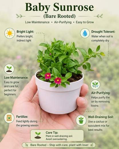 Baby Sunrose (Bare Rooted)