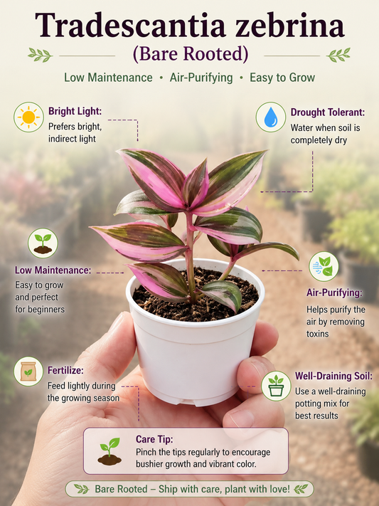 Tradescantia zebrina (Bare Rooted)