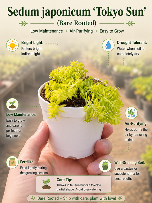 Sedum japonicum ‘Tokyo Sun’ (Bare Rooted)