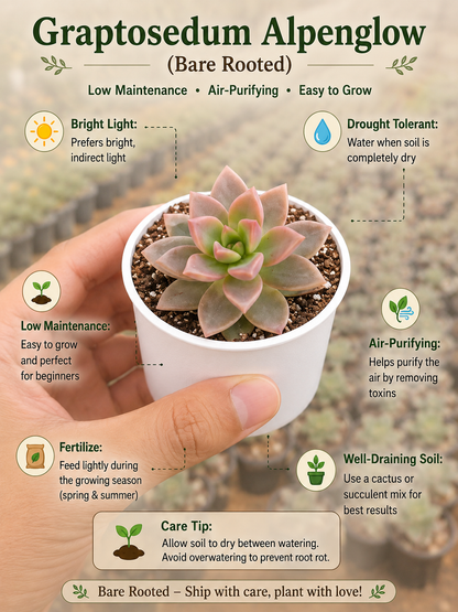 Graptosedum Alpenglow (Bare Rooted)