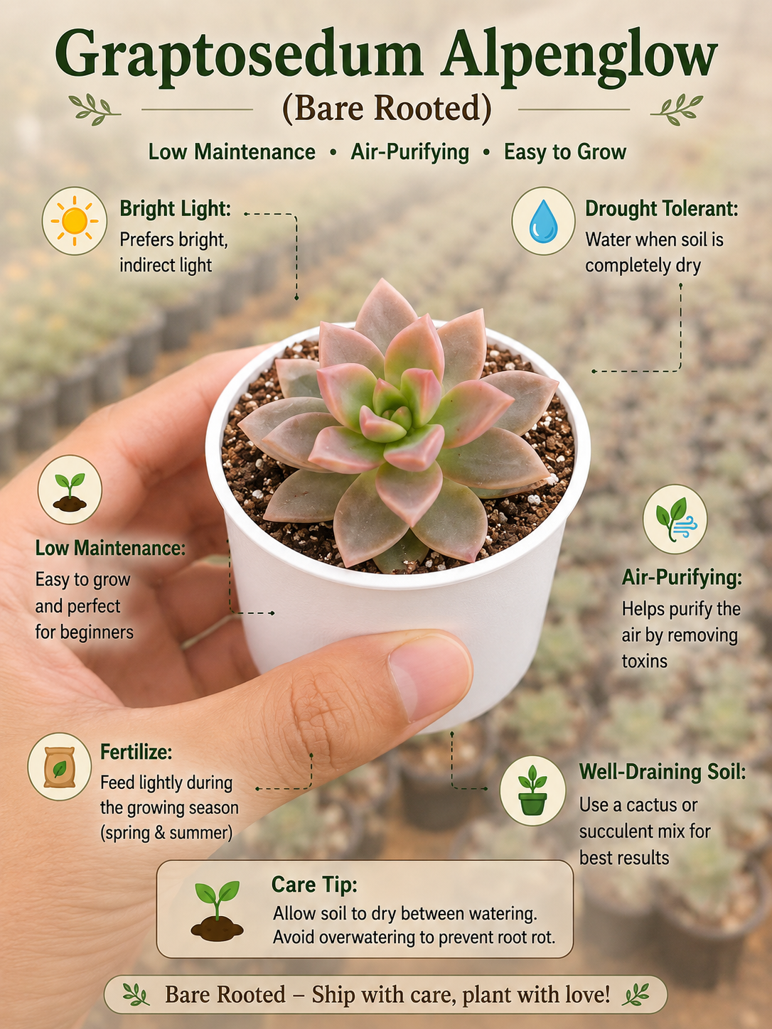 Crassula Muscosa (Bare Rooted)